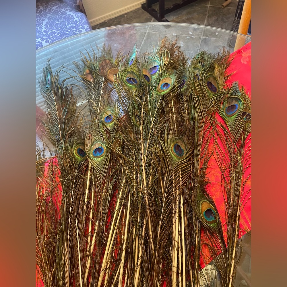 Beautiful Vintage Long Peacock Feathers